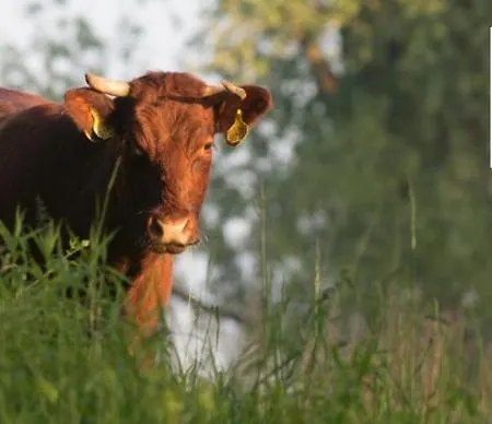 Vakantiewoning Maas En Waal