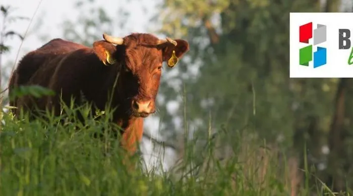 Vakantiewoning Maas En Waal